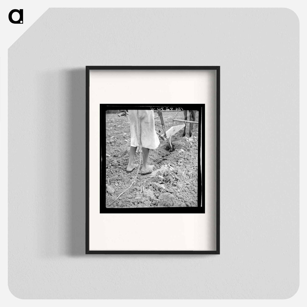 Alabama plow girl - Dorothea Lange Poster.