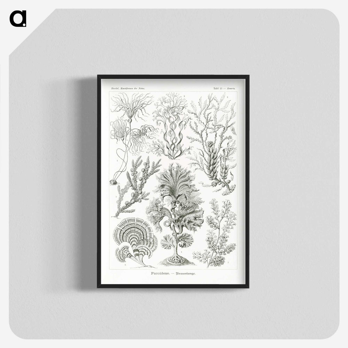 2-7_Ernst-Haeckel_blk-crop
