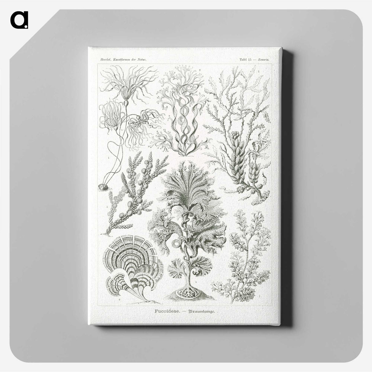 2-7_Ernst-Haeckel_canvas