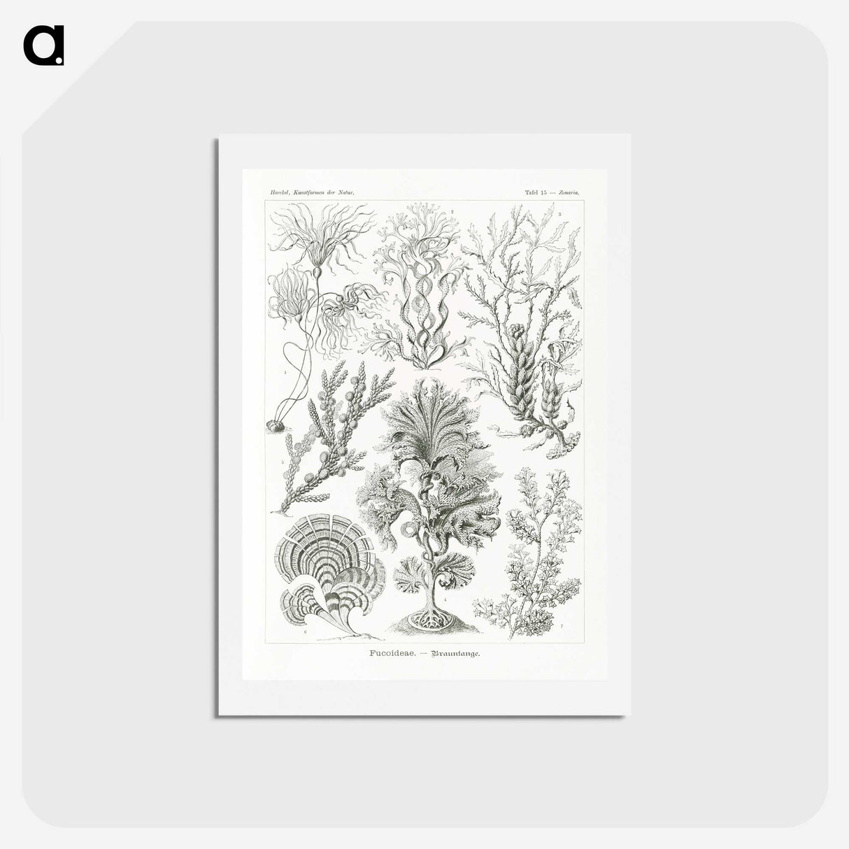 2-7_Ernst-Haeckel_hagaki