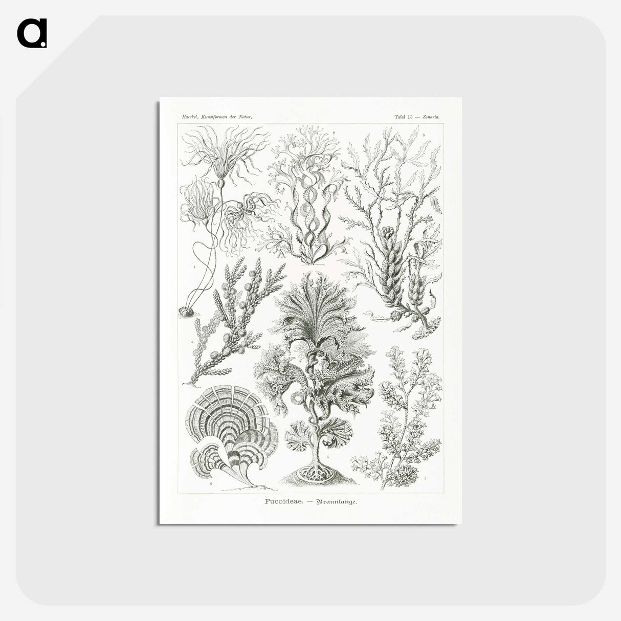 2-7_Ernst-Haeckel_postcard