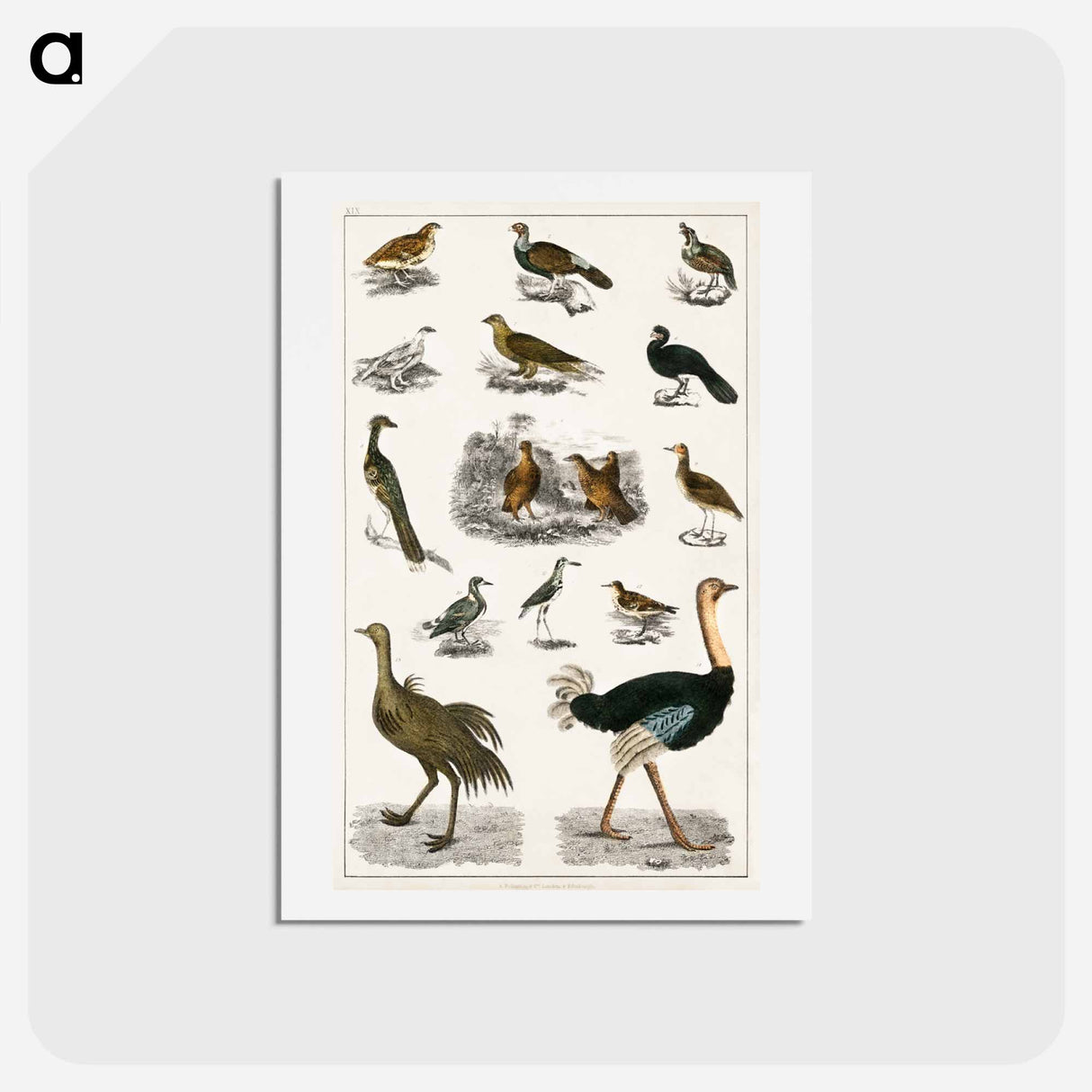 アートポストカード-Birds from Animated Nature
- ゴールドスミスの生き生きとした自然 Postcard.