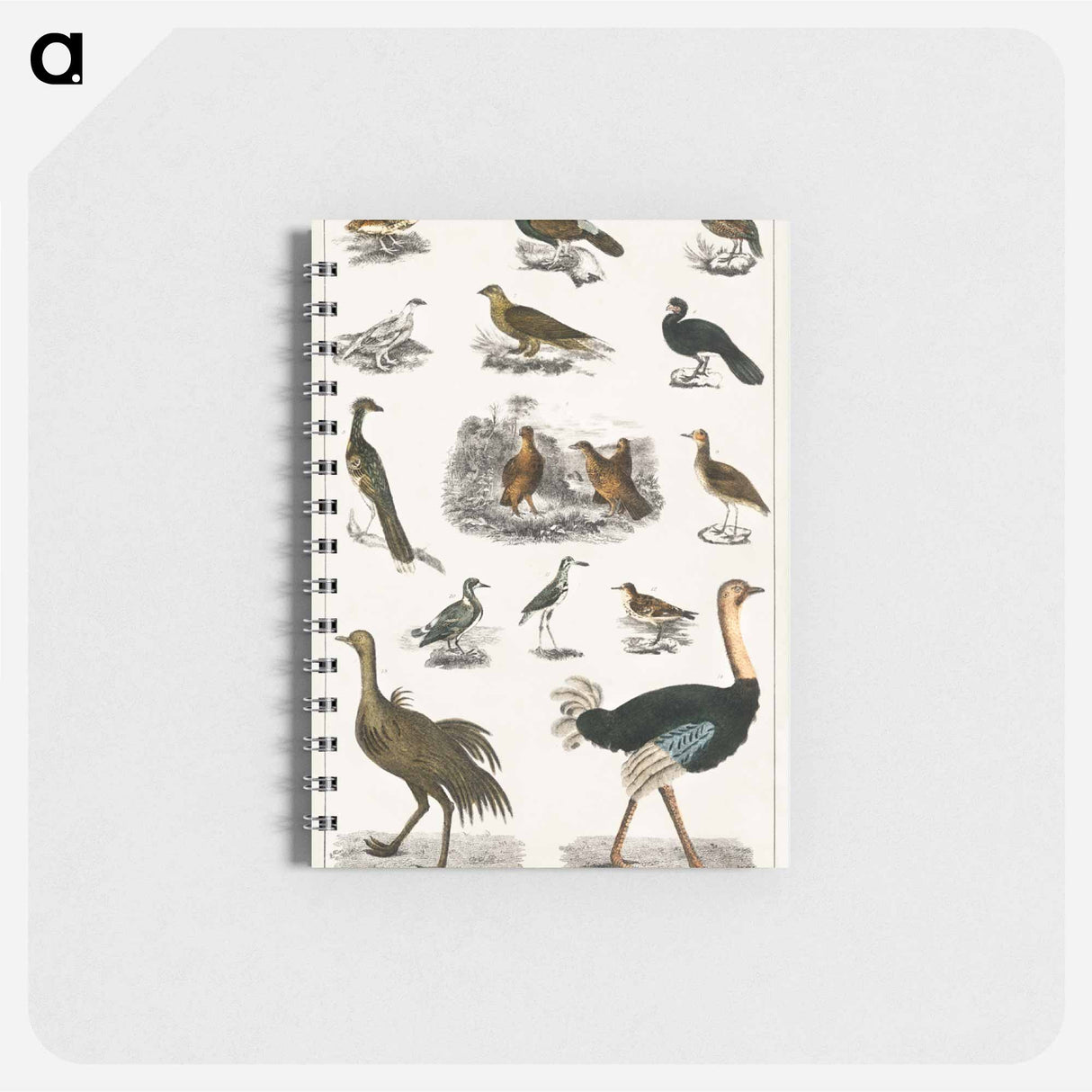 アートメモ帳-Birds from Animated Nature
- ゴールドスミスの生き生きとした自然 Memo.