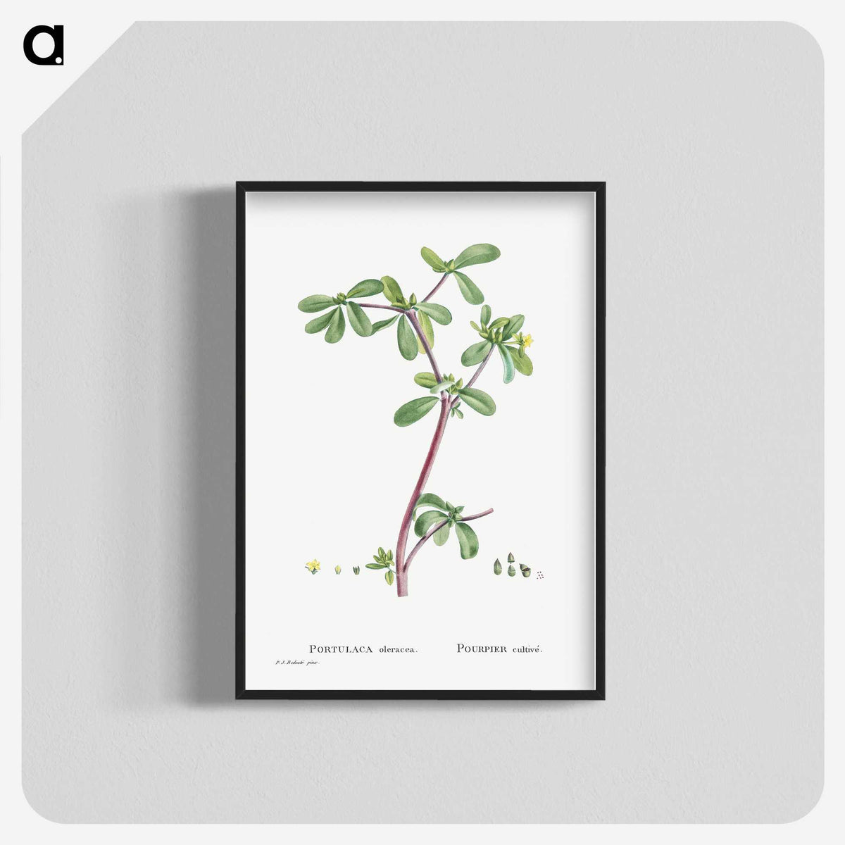 2-7_Histoire-des-Plantes-Grasses_blk-crop