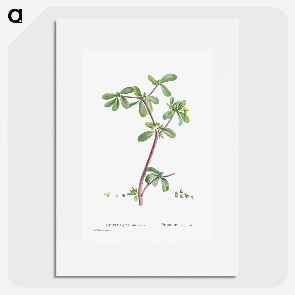 2-7_Histoire-des-Plantes-Grasses_picture