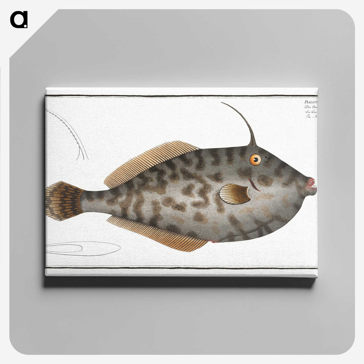 2-7_Ichtyologie-ou-Histoire-naturelle_canvas