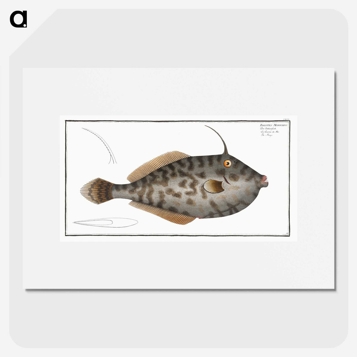 2-7_Ichtyologie-ou-Histoire-naturelle_picture
