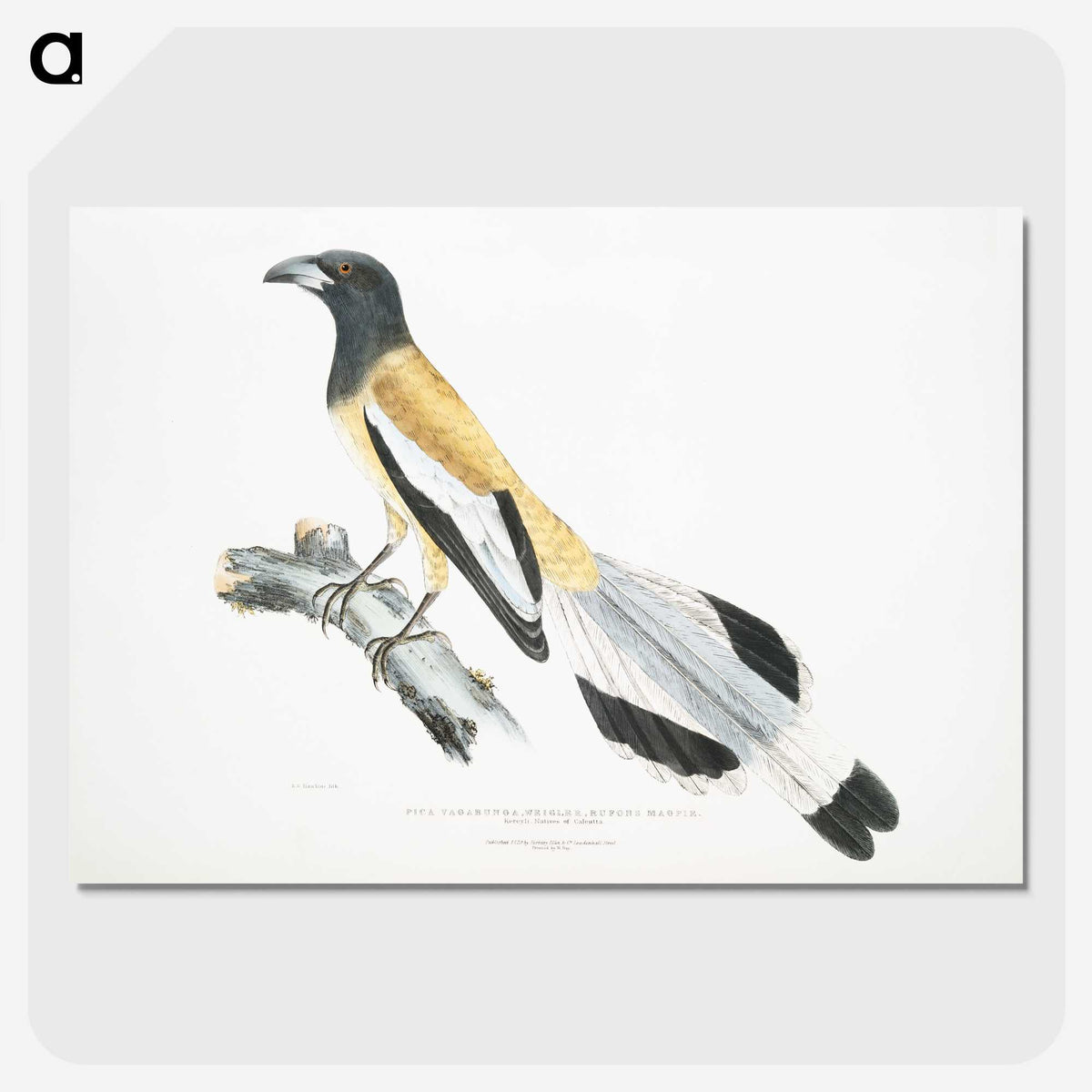 2-7_Indian-Zoology_picture-crop