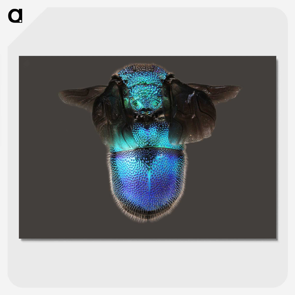 2-7_Insects-Unlocked-Project_picture-crop