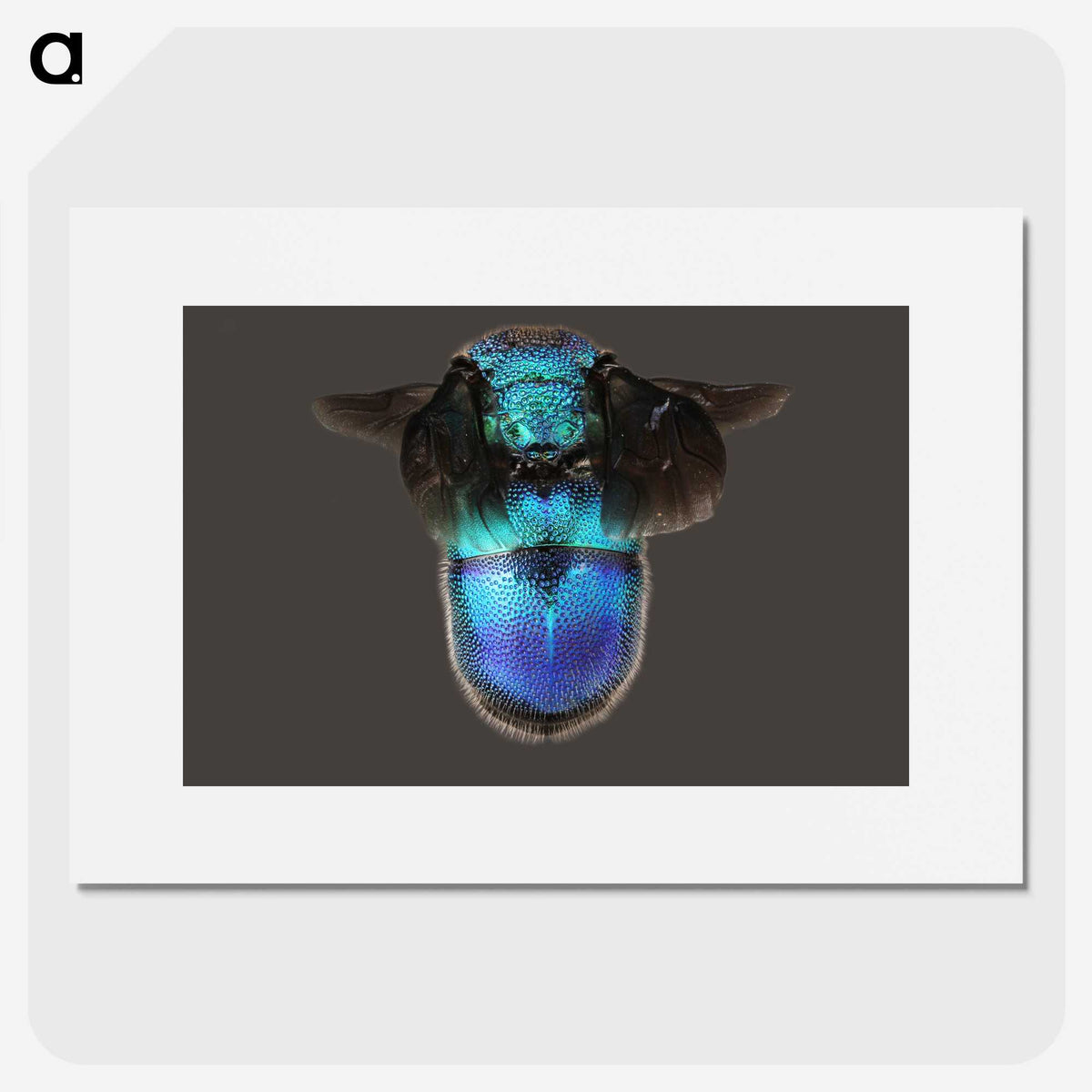 2-7_Insects-Unlocked-Project_picture