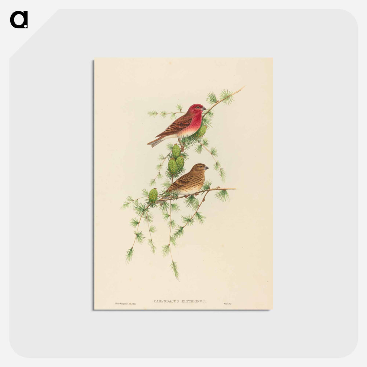 アートポストカード-Common Rose Finch
- ジョン グールド Postcard.