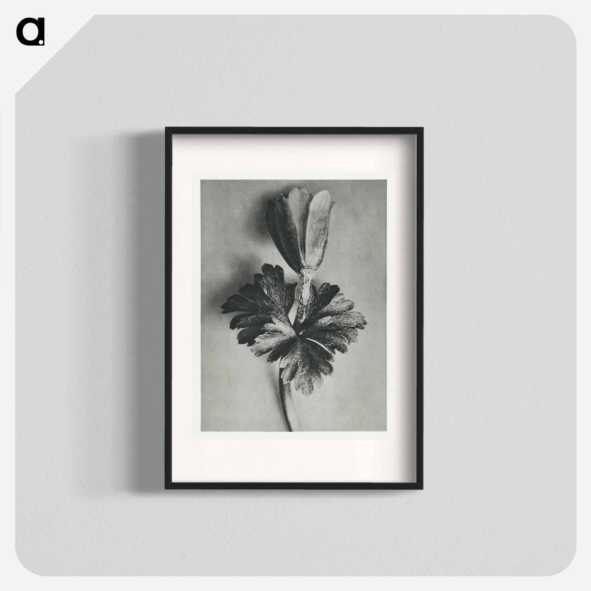 Anemone Blanda - カール ブロスフェルト Poster.