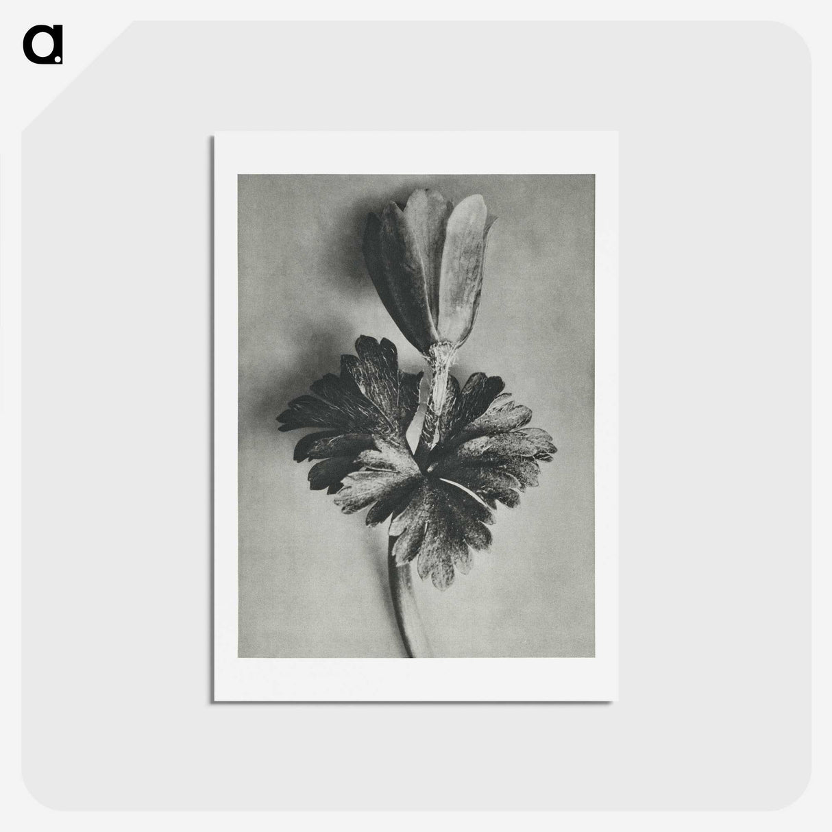 2-7_Karl-Blossfeldt_hagaki