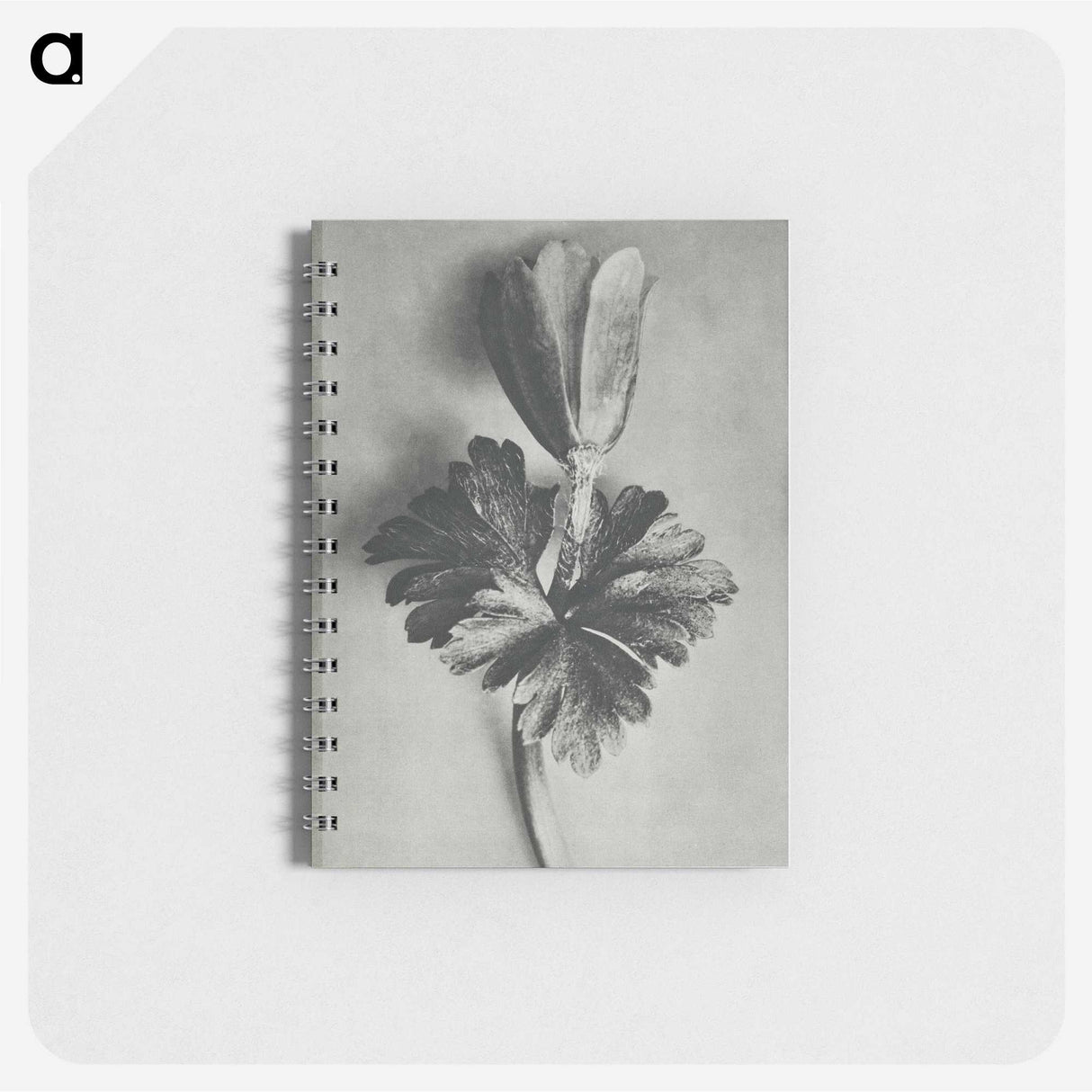 2-7_Karl-Blossfeldt_memo
