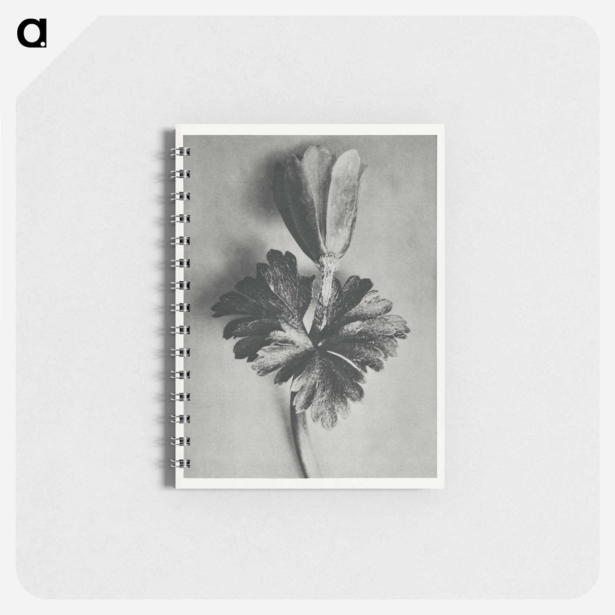 Anemone Blanda - カール ブロスフェルト Memo.