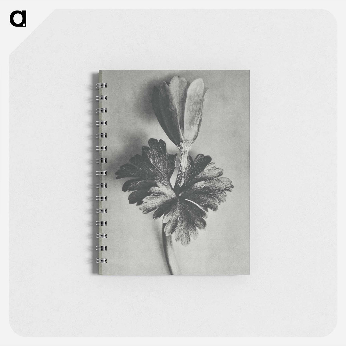 Anemone Blanda - カール ブロスフェルト Memo.