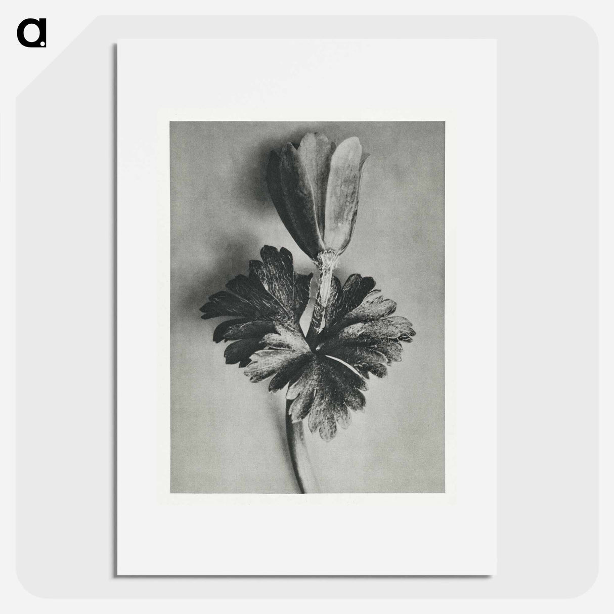 Anemone Blanda - カール ブロスフェルト Poster.