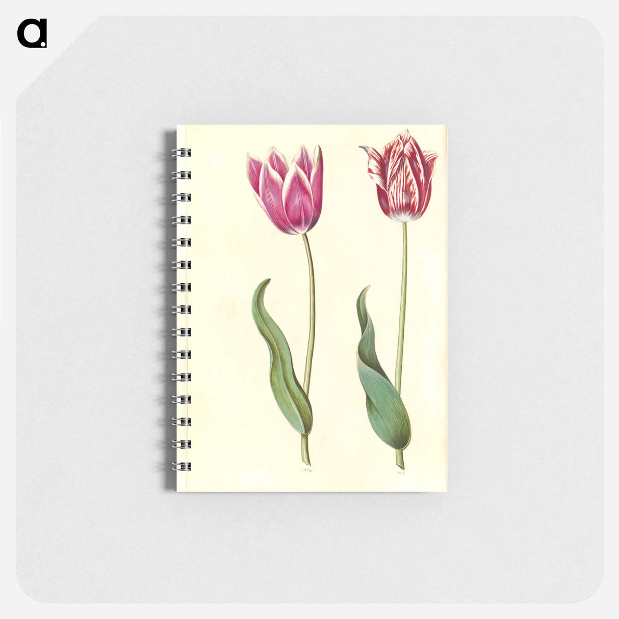 アートメモ帳-Tulipa Gesneriana
- マリア ジビーラ メーリアン Memo.