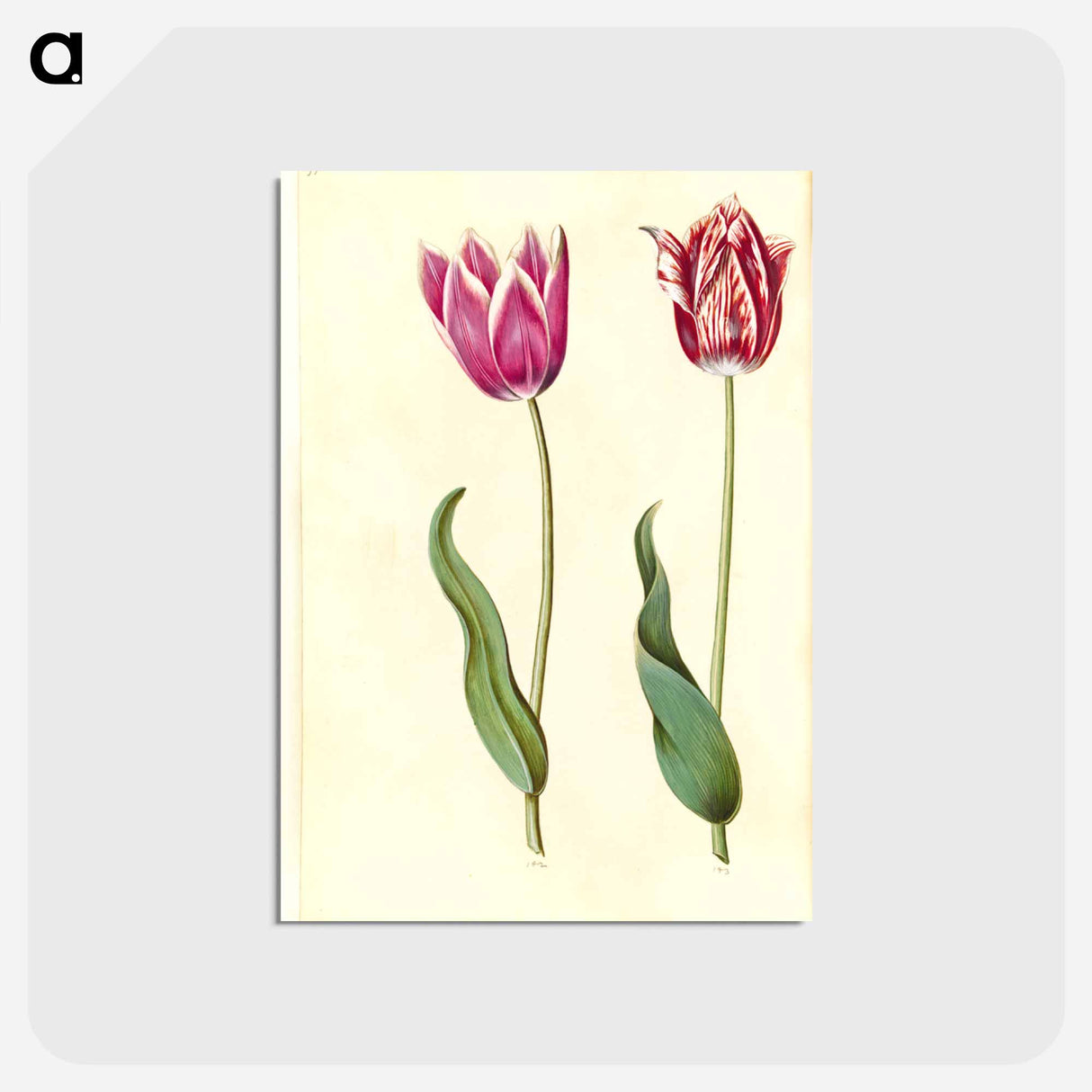 アートポストカード-Tulipa Gesneriana
- マリア ジビーラ メーリアン Postcard.