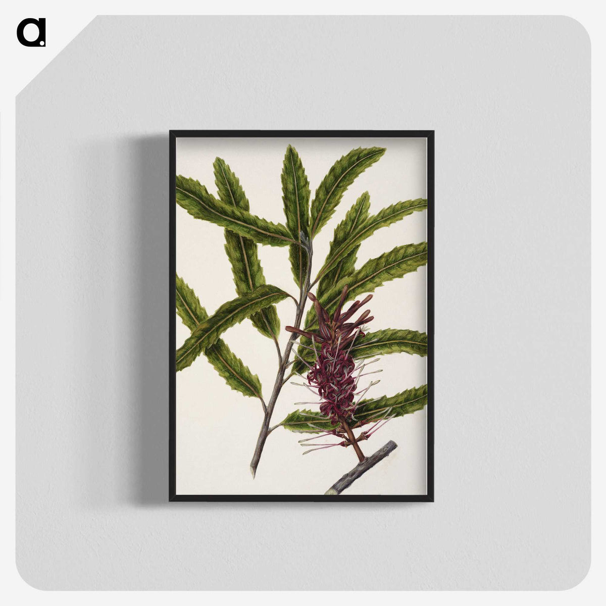 2-7_Native-Flowering-Plants-of-New-Zealand_blk-crop