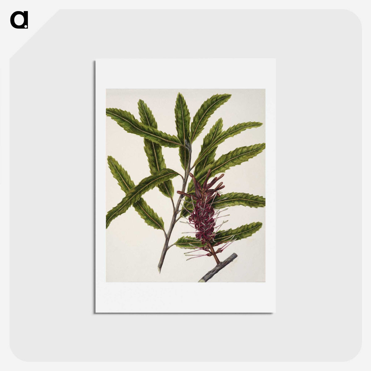 2-7_Native-Flowering-Plants-of-New-Zealand_hagaki