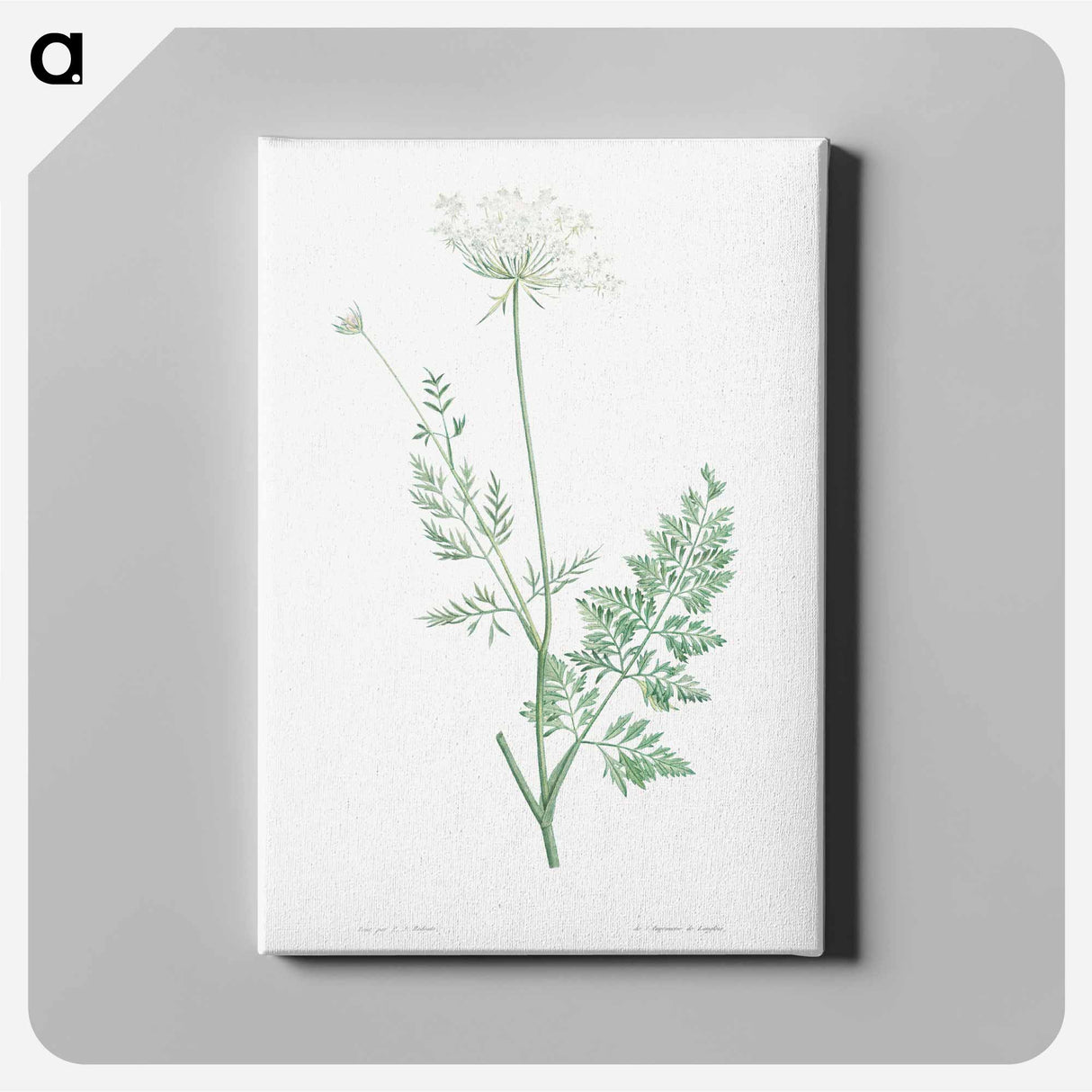 アートパネル-Wild carrot - ピエール ジョゼフ ルドゥーテ Canvas.