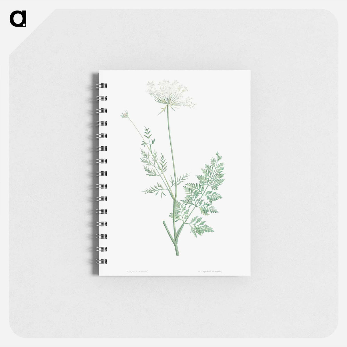 Wild carrot - ピエール ジョゼフ ルドゥーテ Memo.