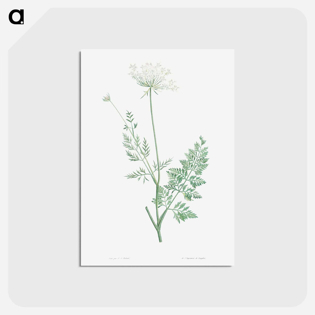 アートポストカード-Wild carrot - ピエール ジョゼフ ルドゥーテ Postcard.