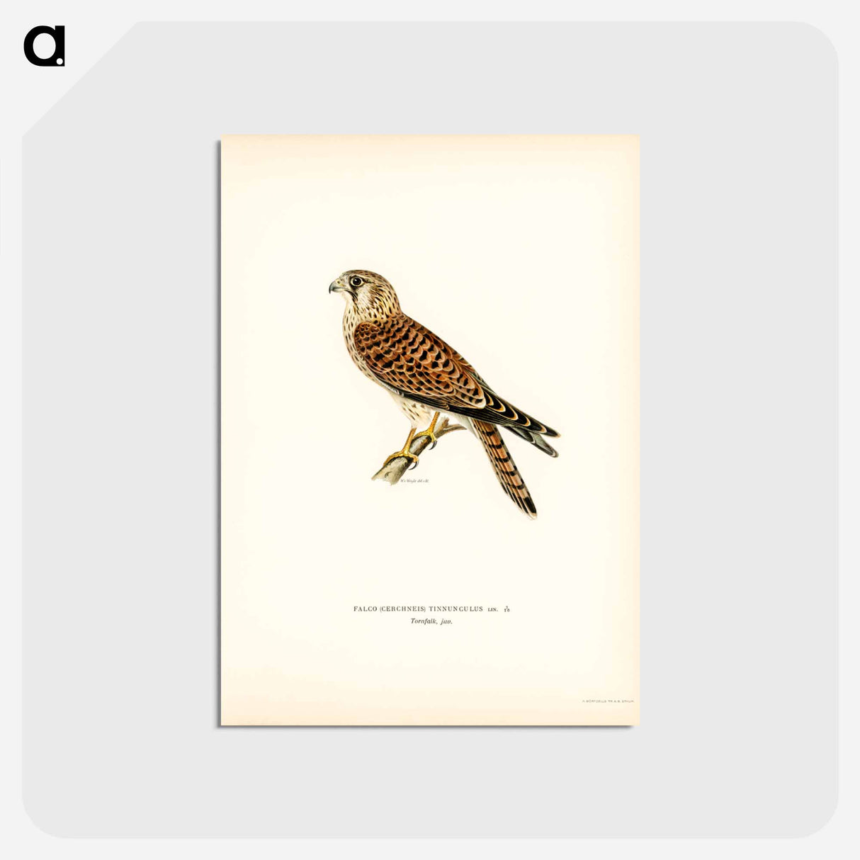 アートポストカード-Common Kestrel
- スヴェンスカ フォグラル Postcard.