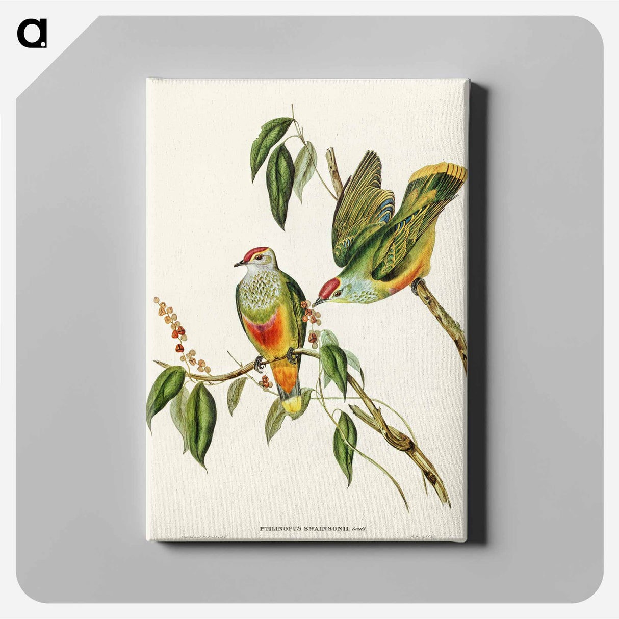 Swainson's Fruit Pigeon
- オーストラリアの鳥 Canvas.