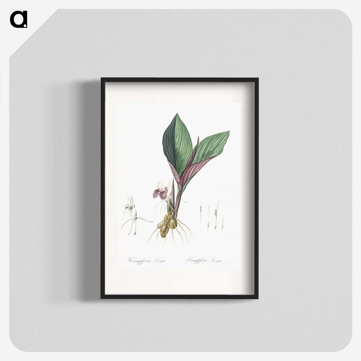 2-7_The-Lilies_blk