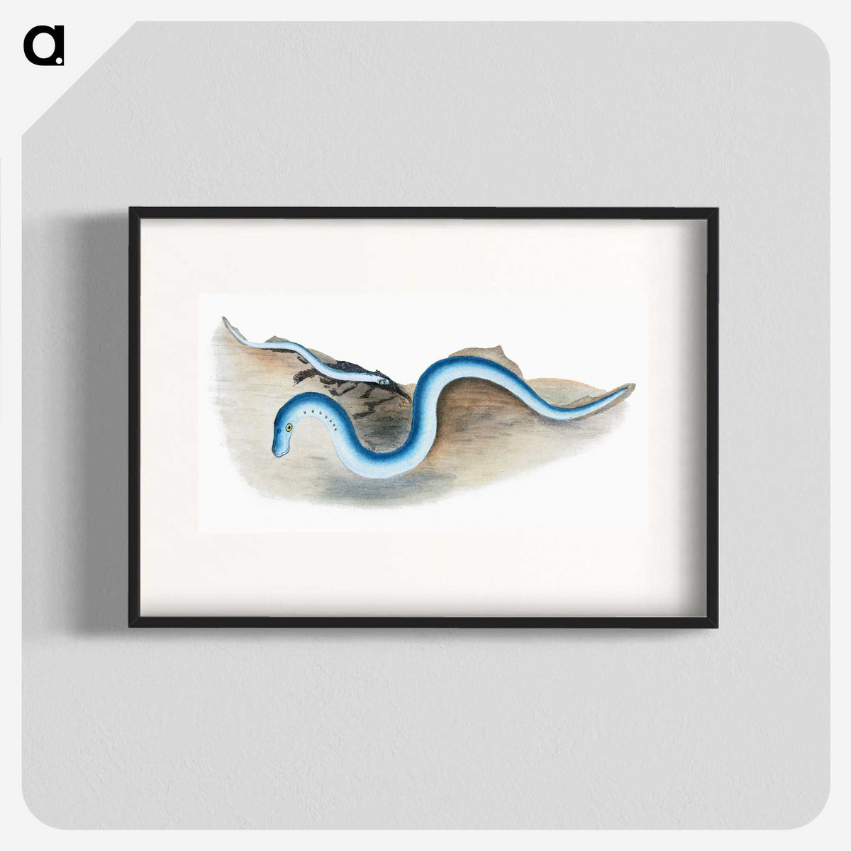 2-7_The-Natural-History-of-British-Fishes_blk