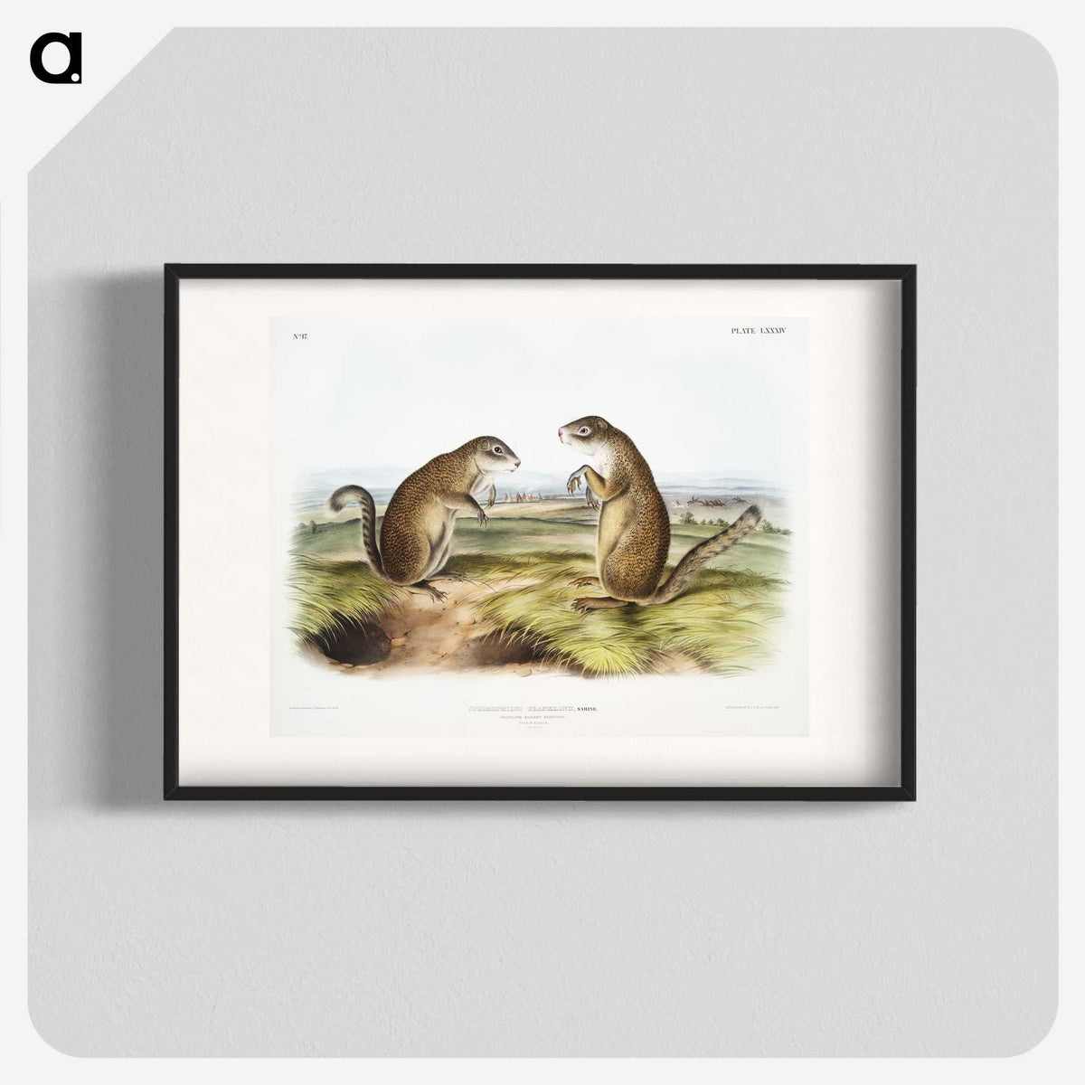 2-7_The-Viviparous-Quadrupeds_blk
