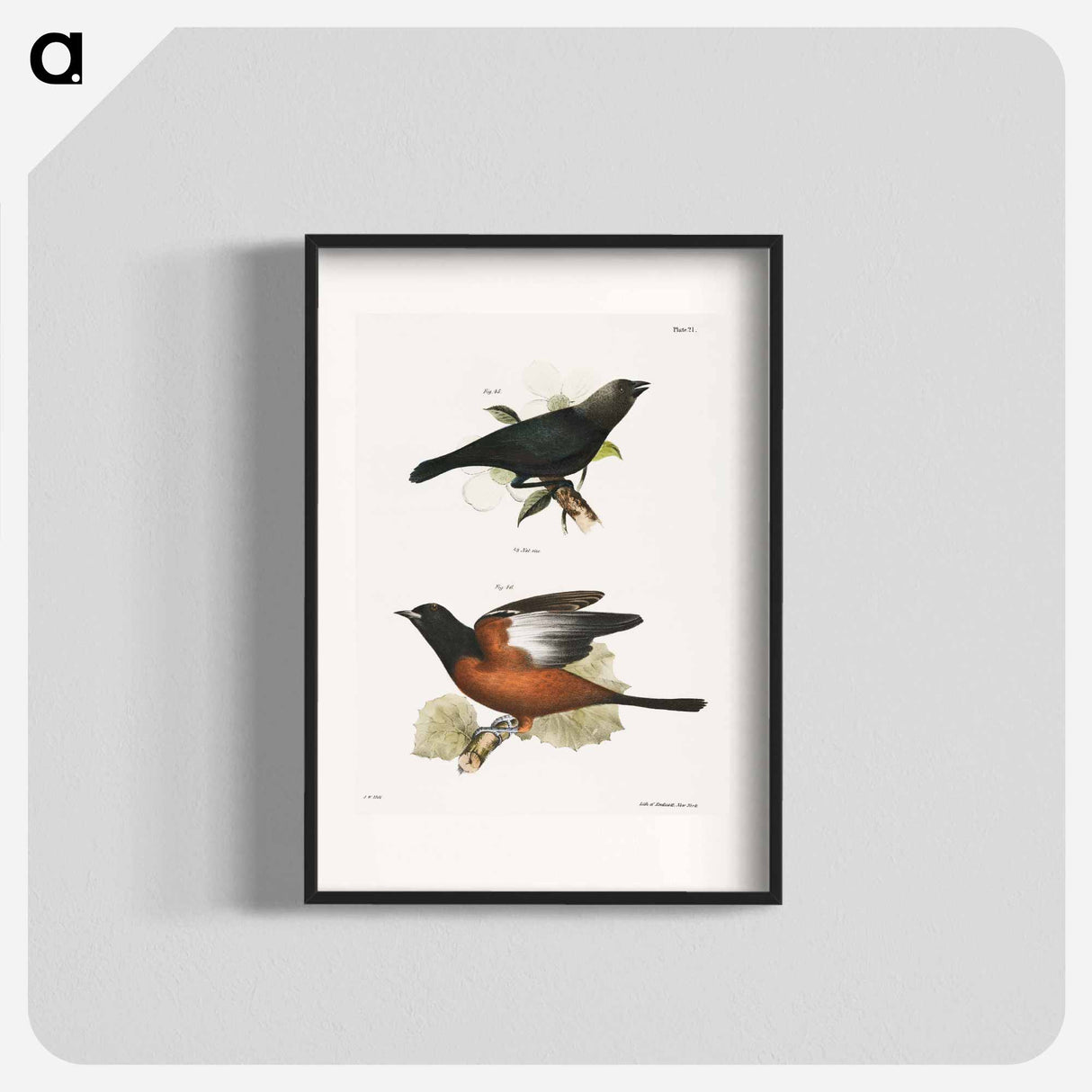 The Cow Bunting (Molothrus pecoris) 46. The Orchard Oriole (Icterus spurius) - ニューヨークの動物学 Poster.