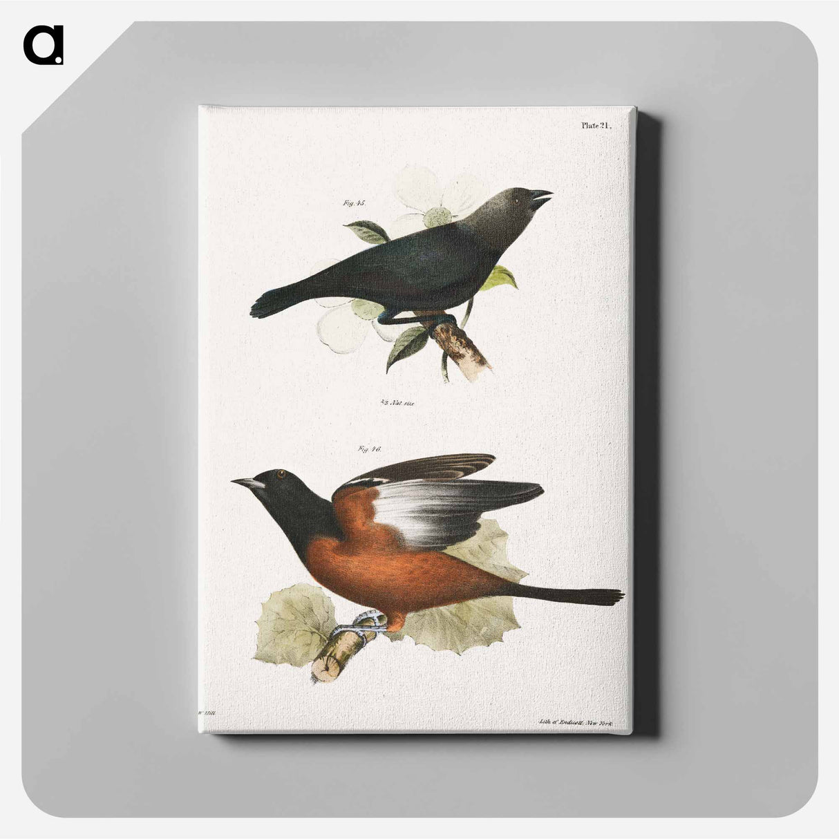 The Cow Bunting (Molothrus pecoris) 46. The Orchard Oriole (Icterus spurius) - ニューヨークの動物学 Canvas.