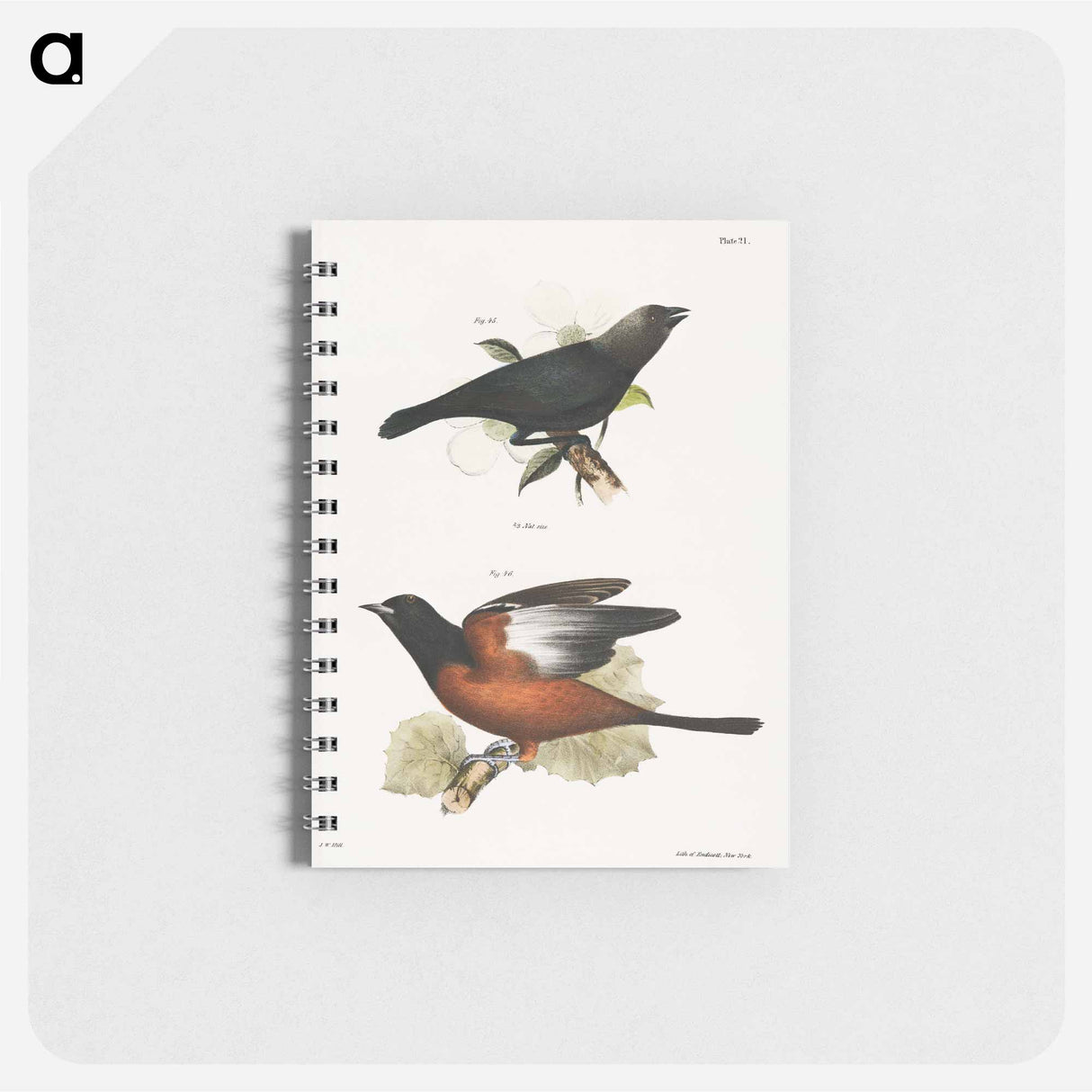 The Cow Bunting (Molothrus pecoris) 46. The Orchard Oriole (Icterus spurius) - ニューヨークの動物学 Memo.