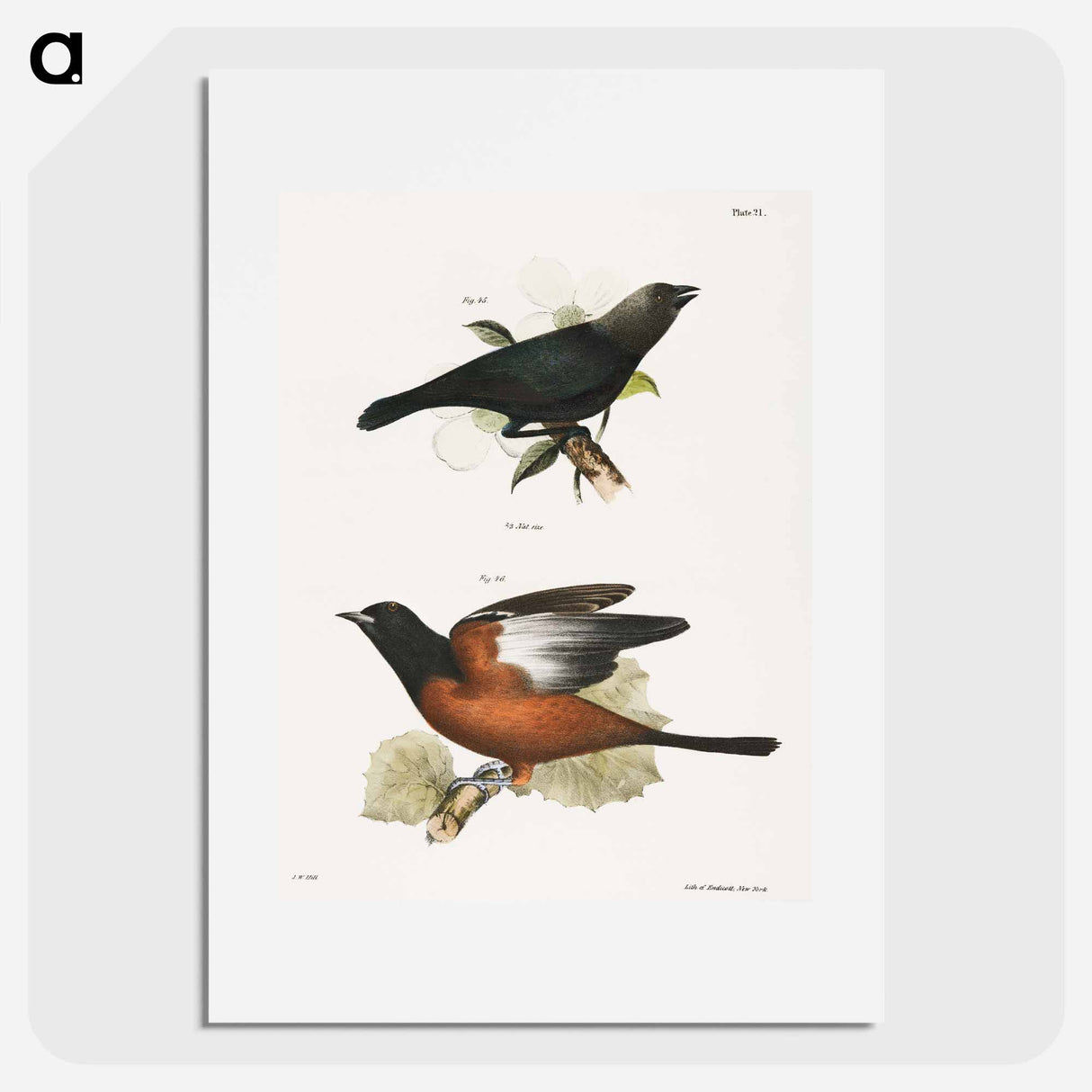 The Cow Bunting (Molothrus pecoris) 46. The Orchard Oriole (Icterus spurius) - ニューヨークの動物学 Poster.