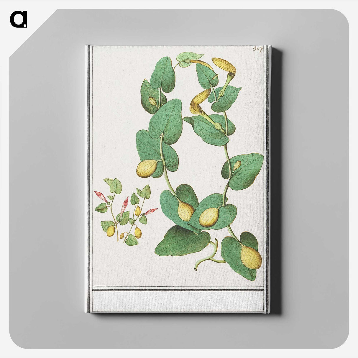 2-80_Anselmus-Boetius-de-Boodt_canvas