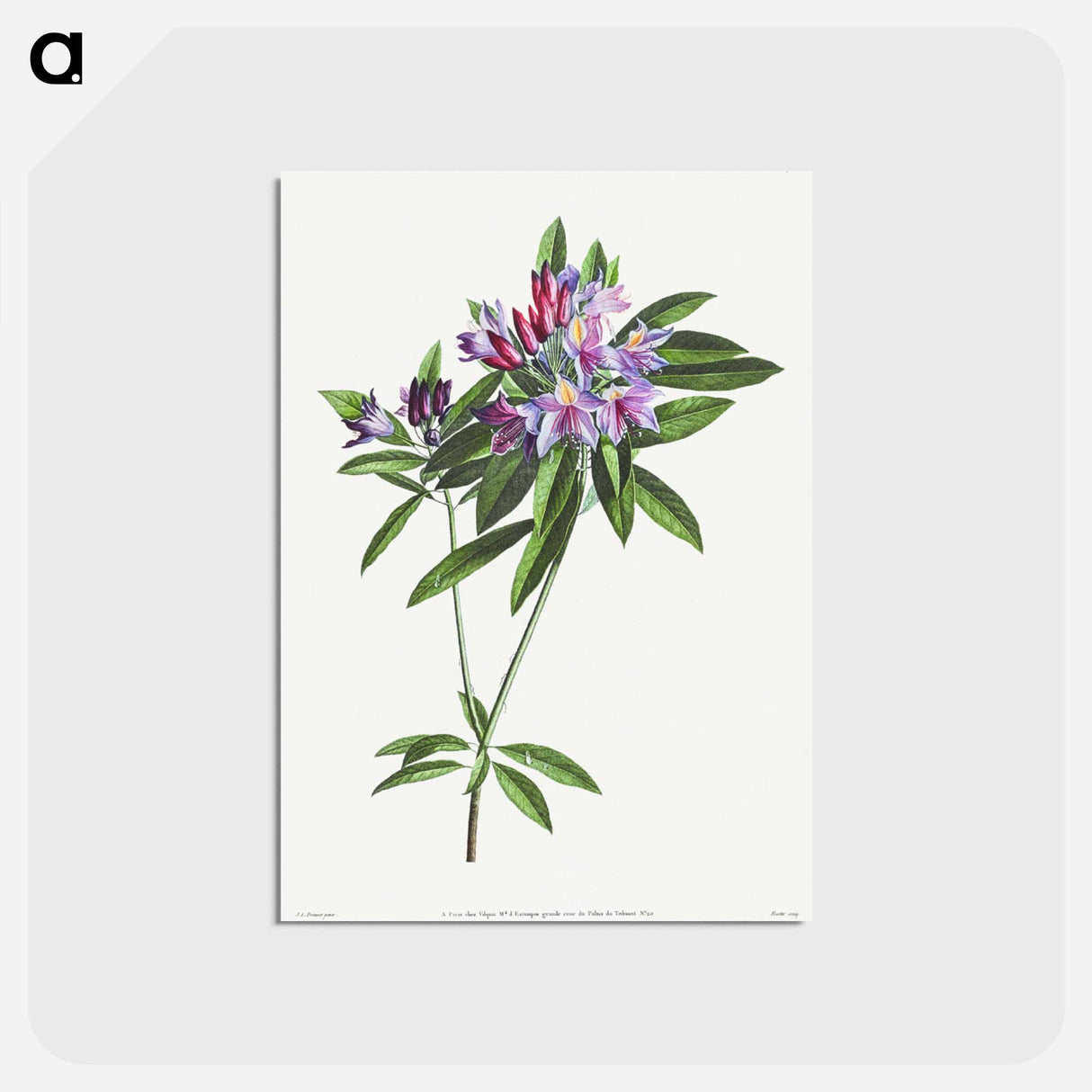 アートポストカード-Pontic Rhododendron
- クリーブランド美術館 Postcard.