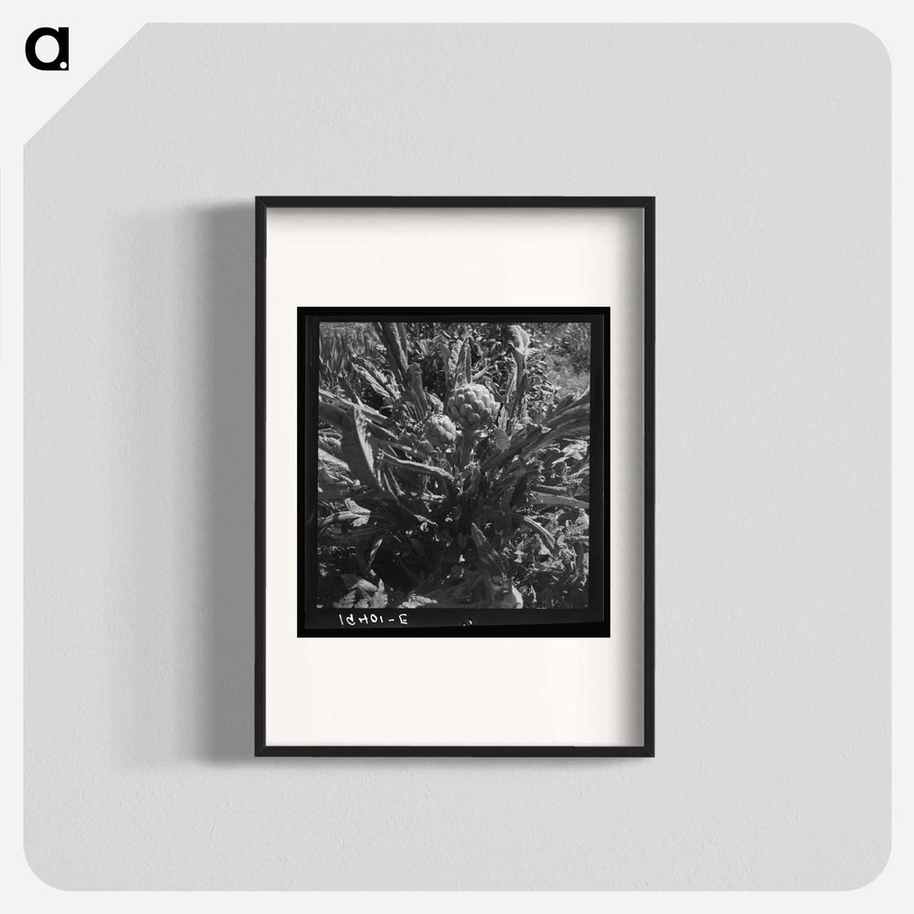 Untitled photo, possibly related to: Artichoke - Dorothea Lange Poster.