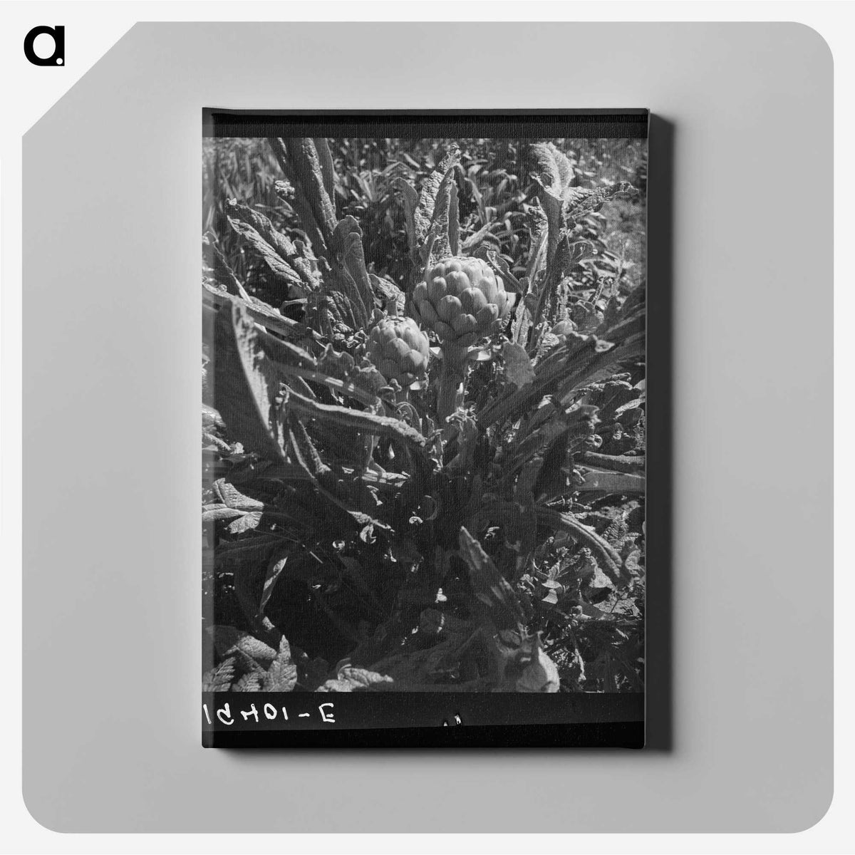 2-80_Dorothea-Lange_canvas