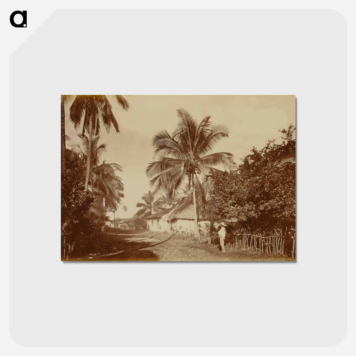 アートポストカード-Cocoa Palm, Retalhuleu
- エドワード マイブリッジ Postcard.