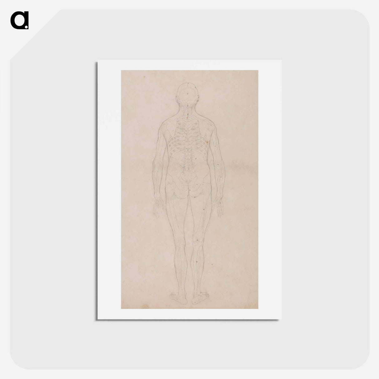 アートポストカード-Human Figure, Posterior View
- ジョージ スタッブス Postcard.
