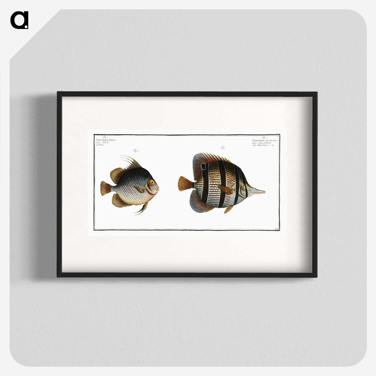 2-80_Ichtyologie-ou-Histoire-naturelle_blk