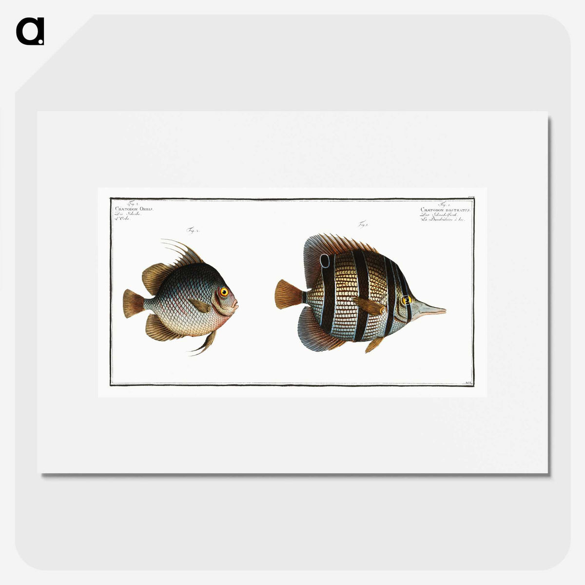 2-80_Ichtyologie-ou-Histoire-naturelle_picture
