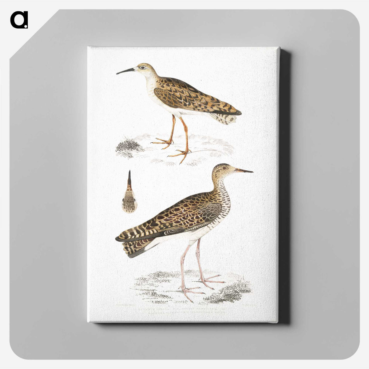 2-80_Indian-Zoology_canvas