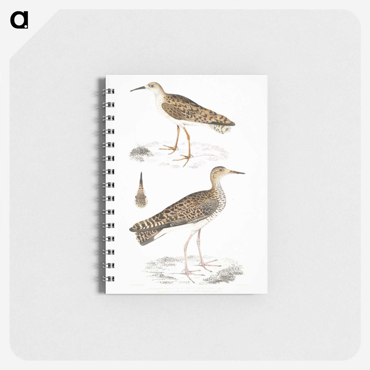 2-80_Indian-Zoology_memo