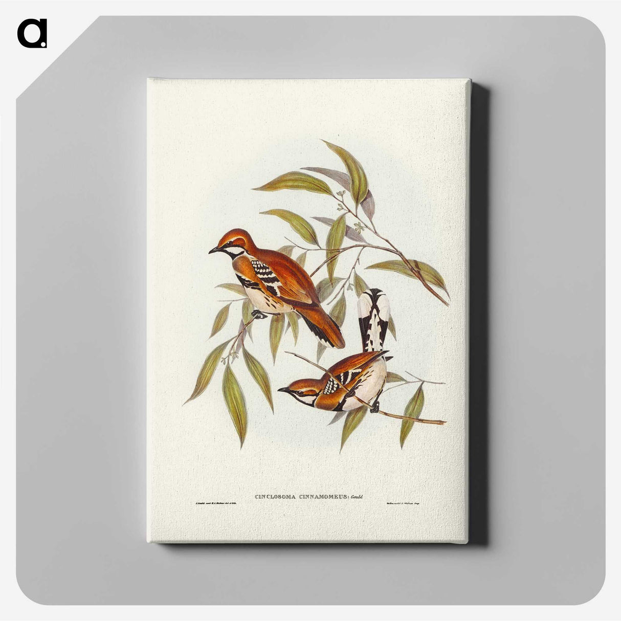 2-80_John-Gould_canvas