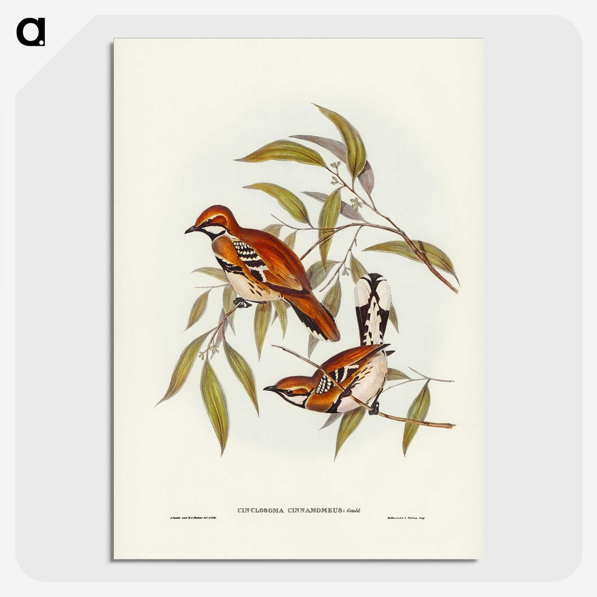 2-80_John-Gould_picture-crop