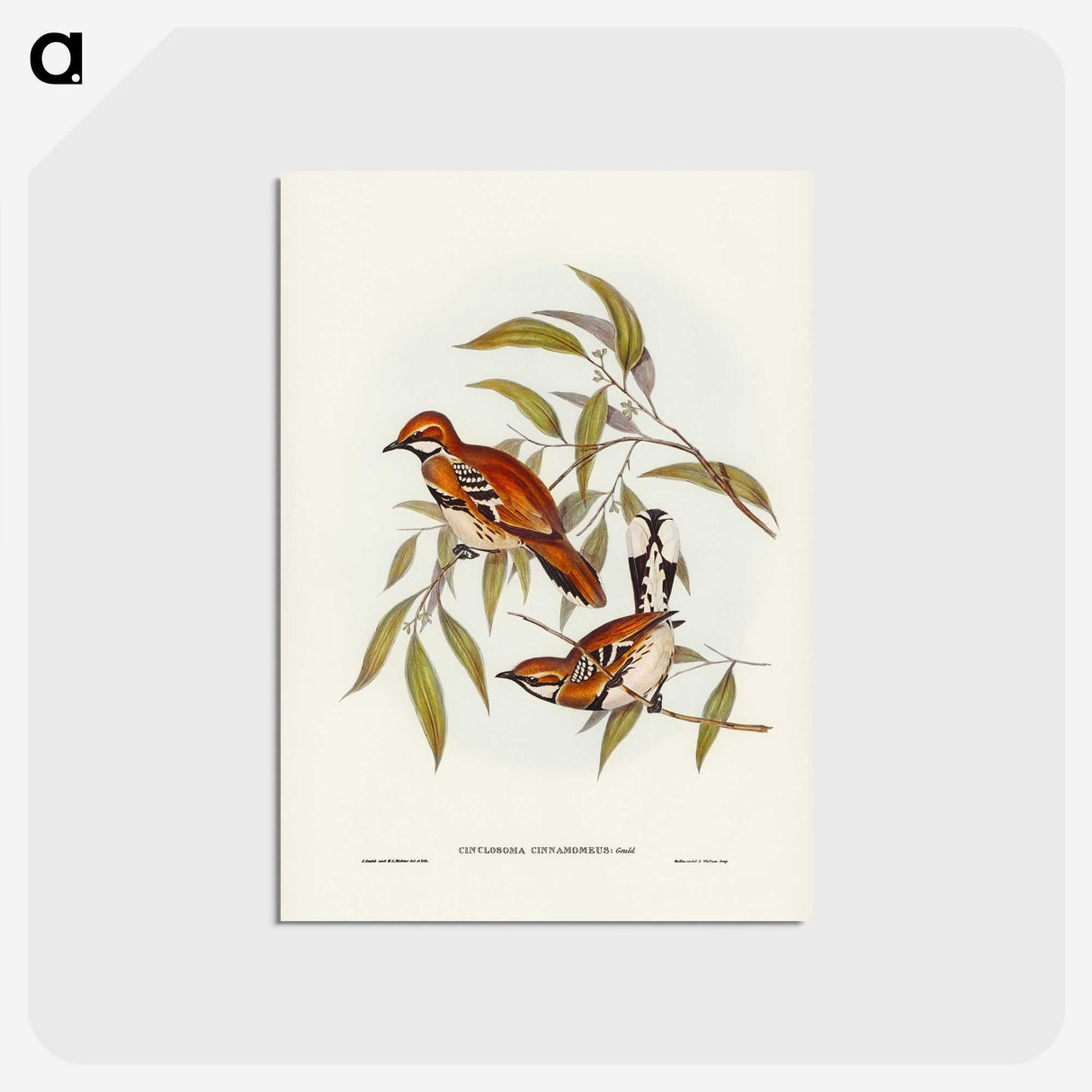 2-80_John-Gould_postcard